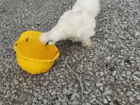 Silkie — foto 7