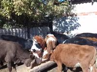 أبقار (دفعة، الجنس غير محدد), Swiss cattle — الصورة 6