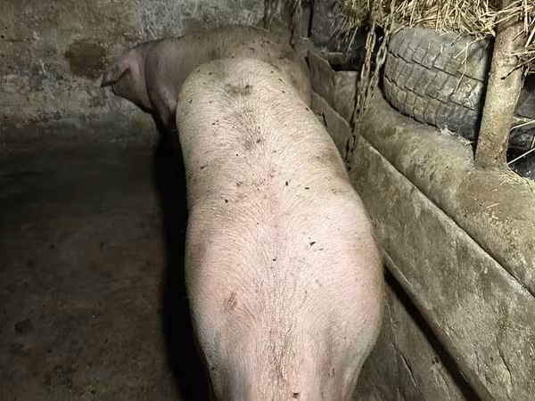 公猪, Pigs