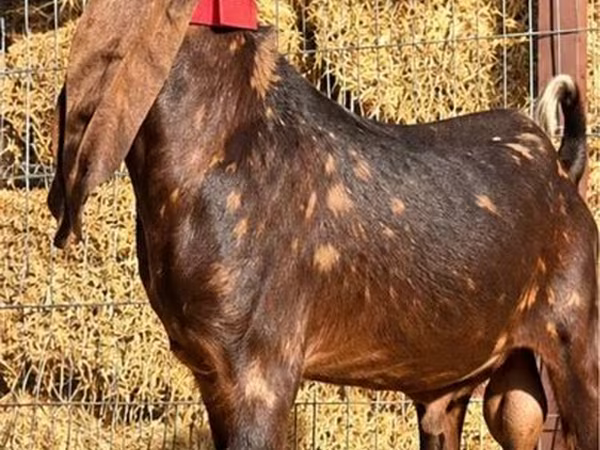 Kozel, Kamori goats