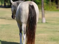 Madyan, Skyros Pony — foto 7