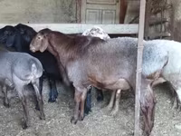 Baran, Hissar sheep — zdjęcie 2
