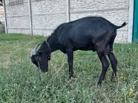 Keçi, Murcia-Granada goats — foto 2