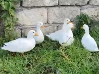 Ducks — 照片 3