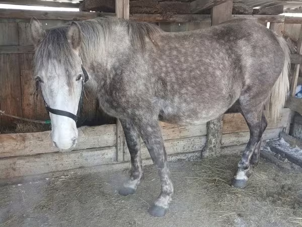 Кобила, Коні