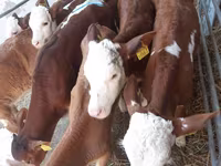 Buğa, Simmental cattle — foto 2