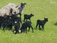 Schaf, Romanov sheep — Foto 7