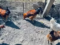 Chickens — Foto 2