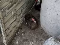 Hausente — Foto 2