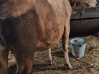 İnək, Swiss cattle — foto 5