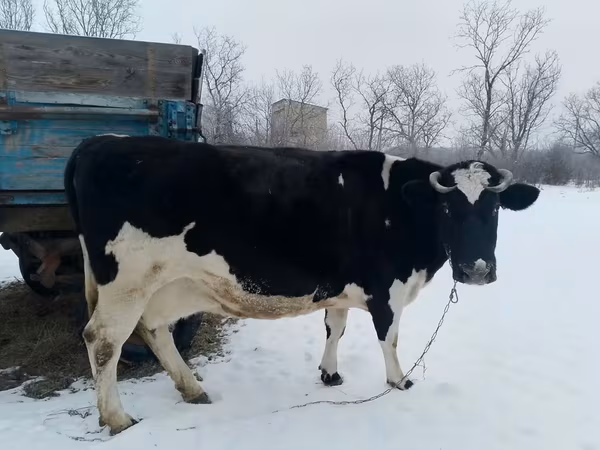 Krava, Russian Black pied cattle