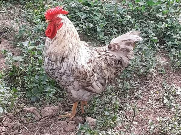 Chickens