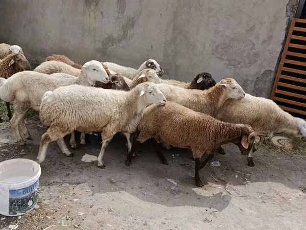 Sheep (batch, sex not specified), Sheep — Azerbaijan