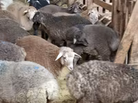 Sheep (batch, sex not specified), Sheep — photo 1