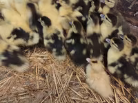 Domestic Muscovy — photo 2