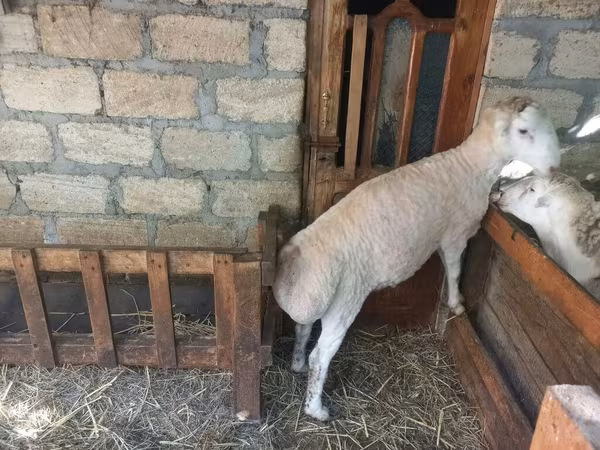 Ram, Sheep