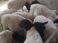 Widder, Dorper sheep — Foto 3