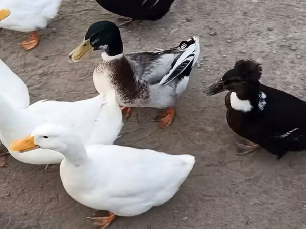 Alman Pekin — Azərbaycan