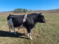 ثور, Russian Black pied cattle — الصورة 1
