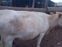 Cattle (batch, sex not specified), Simmental cattle — photo 8