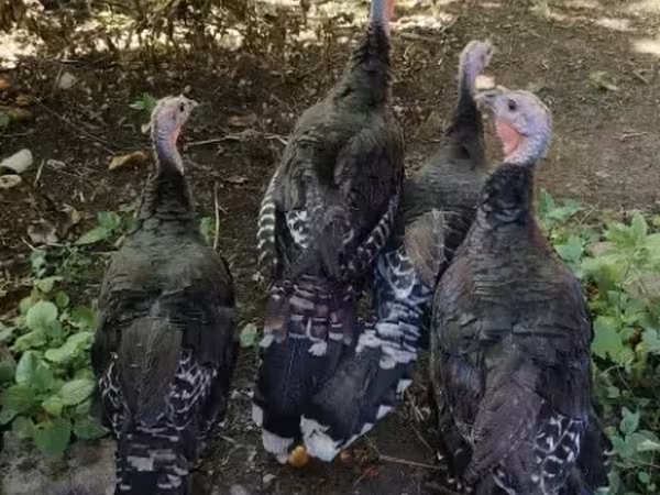 Turkeys