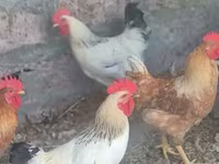 Chickens — photo 2