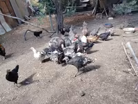 Chickens — 照片 6