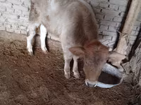 母牛, Cattle — 照片 3