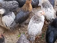 Chickens — Foto 3