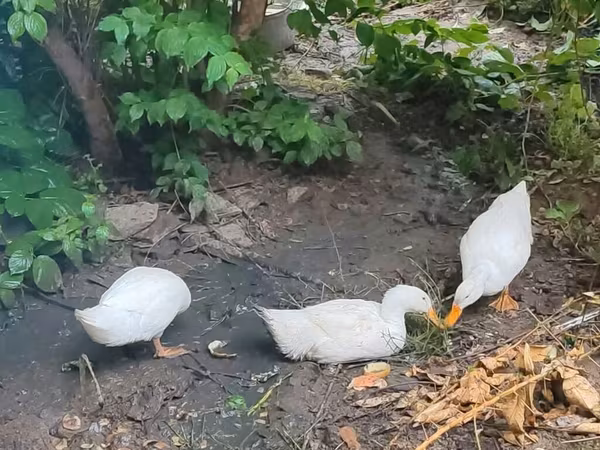 American Pekin — Azerbaijan