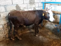 Buğa, Qırmızı-ləkəli cins — foto 8