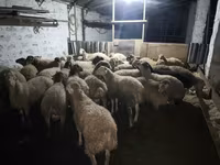 Qoç, Qoyunlar — foto 3