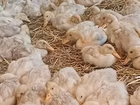 German Pekin — photo 3