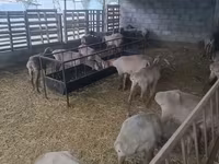 Schaf, Arashan sheep — Foto 4