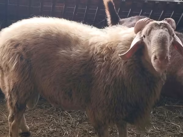 Qoç, Assaf sheep