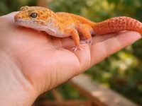 Leopard gekko – narıncı çalarların üstünlük təşkil etdiyi gözoxşayan — photo 2