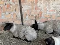 Ovce, White Suffolk sheep — foto 2