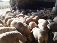 Owca, Ile-de-France sheep — zdjęcie 3