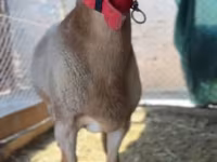 كبش, Rhon sheep — الصورة 4