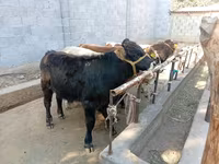 Býk, Swiss cattle — foto 1