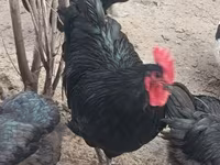 Australorp — Foto 1