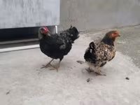 Chickens — foto 2