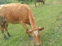 İnək, Simmental cattle — foto 1