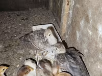 Chickens — photo 2