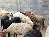 Oveja, Tian-Shan semifinewool sheep — foto 1