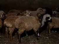 Sheep (batch, sex not specified), Sheep — photo 3