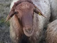 मेढ़ा, Blackheaded Persian sheep — फ़ोटो 1