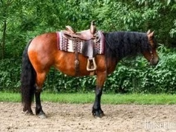 Stute, Friesian