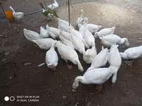 Geese — foto 5