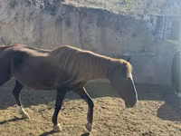 Madyan, Atlar — foto 2